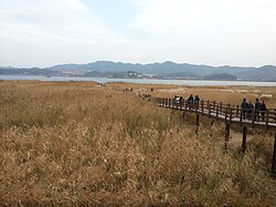 Sinseong-ri Reed Field in fall